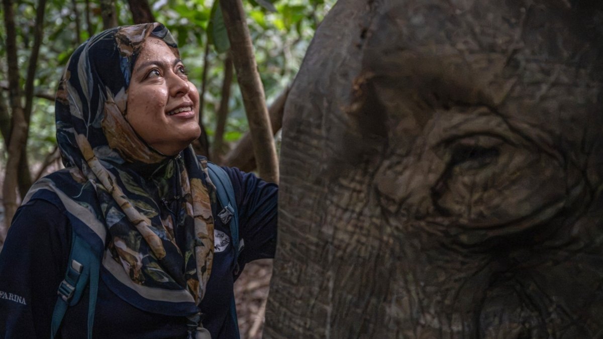 Farina Othman, conservacionista de elefantes de Borneo y fundadora de Seratu Aatai, susurrándole a una elefanta de Borneo tras una operación de colocación de collar GPS.