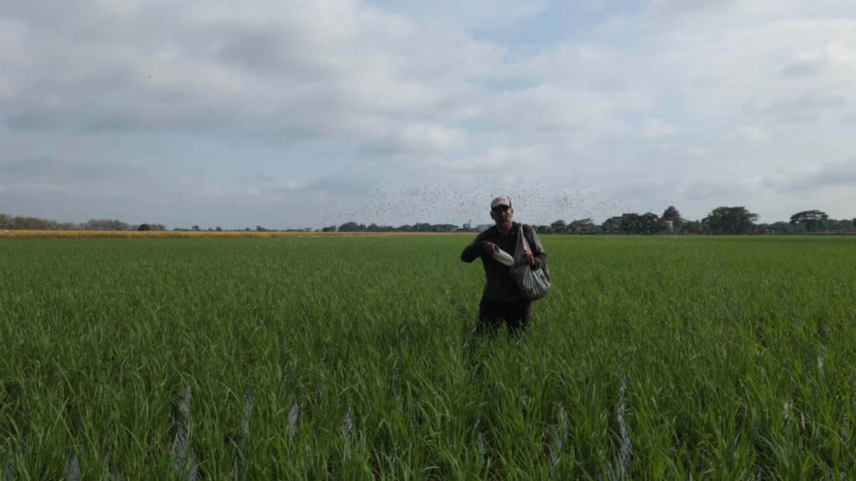El arroz de verano recolectado en la Costa registra mermas atribuidas a problemas de vaneamiento por altas temperaturas y a la presencia de la bacteria Burkholderia glumae.