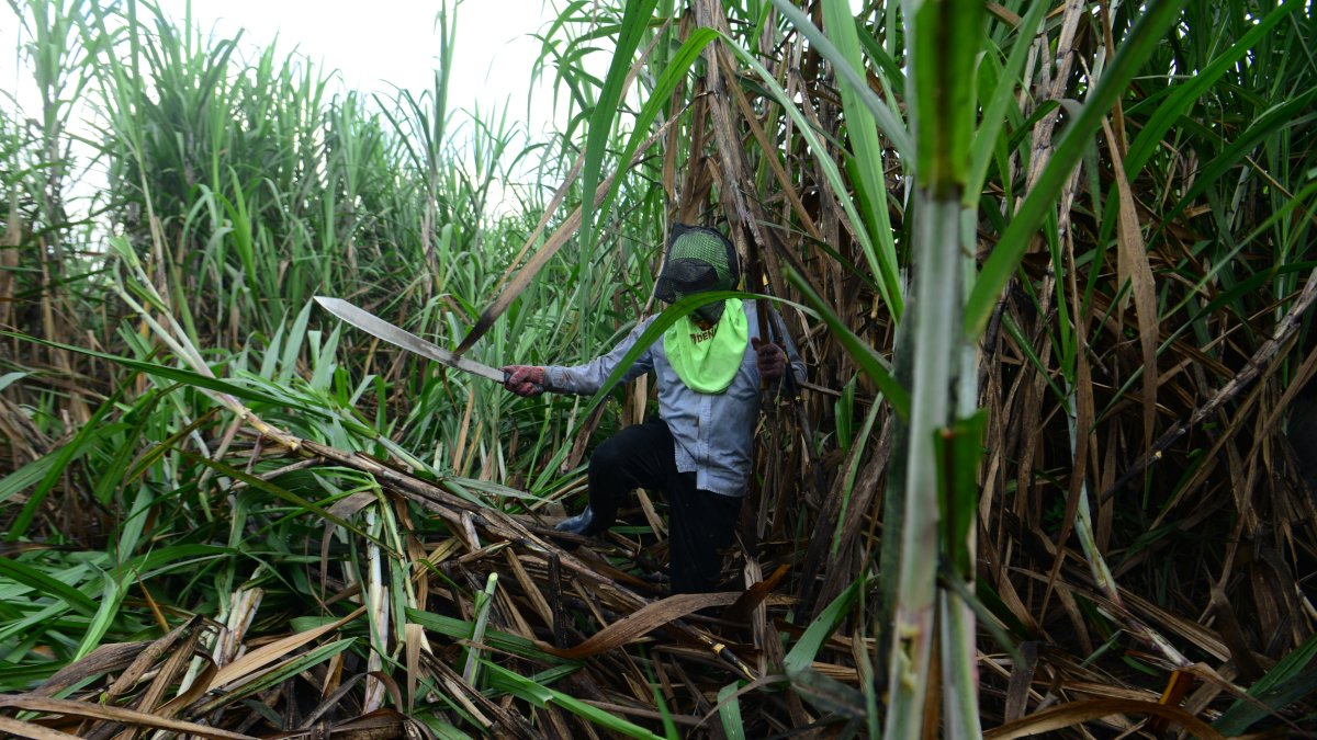Un agricultor trabajando en la zafra en Ecuador.