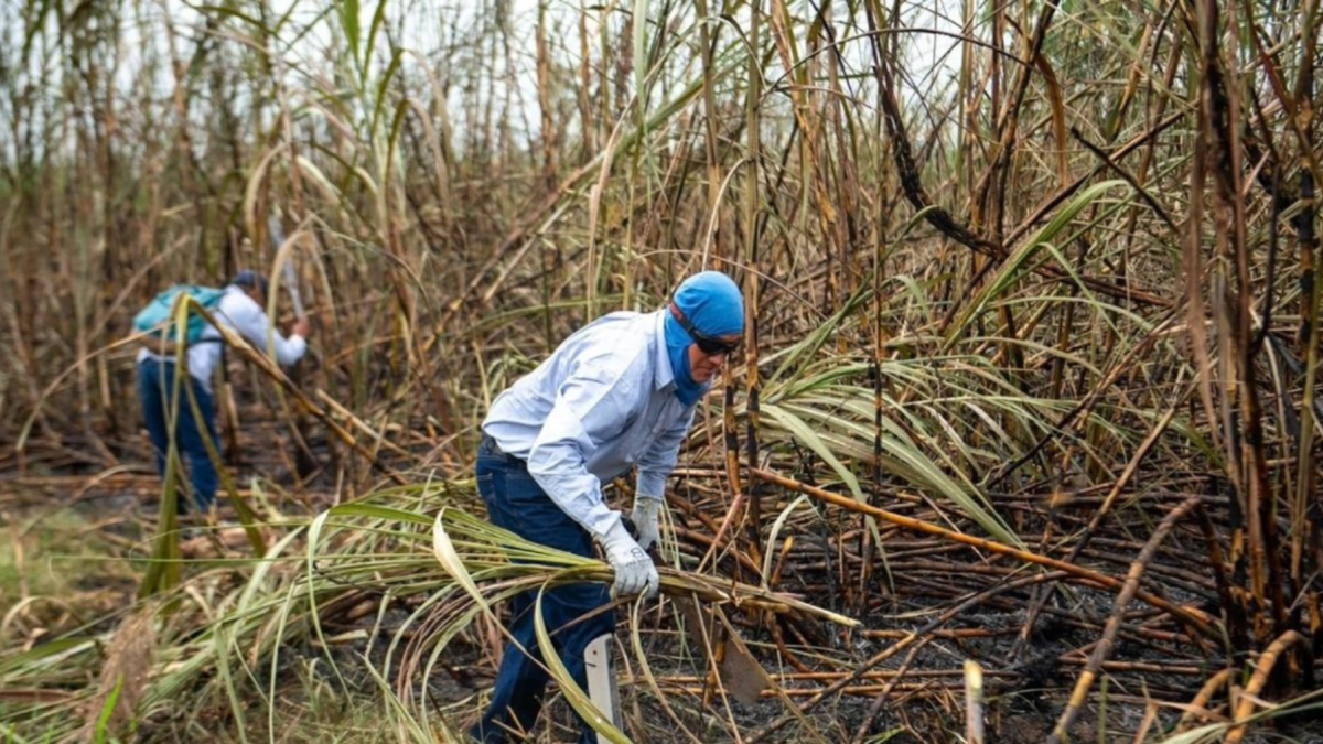Trabajadores cumplen una jornada en una cosecha de caña de azúcar.