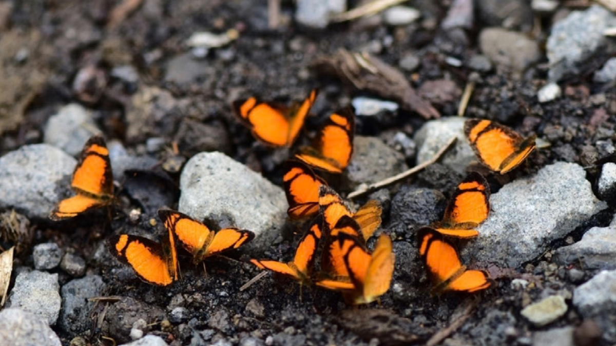 Grupo de mariposas registradas en Sumaco, Napo.