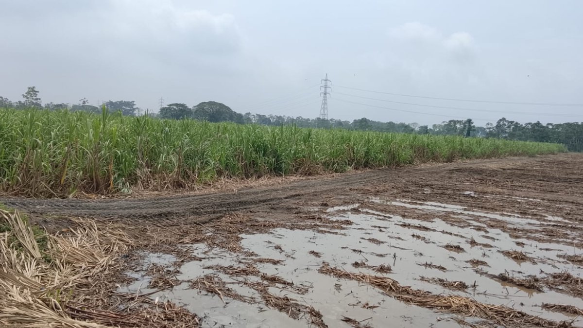 Producción. Las lluvias obligaron a los ingenios a suspender la zafra.