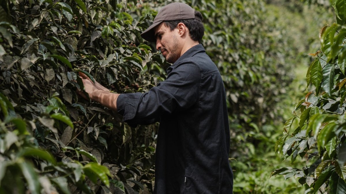 Una cultura alrededor del café de especialidad
