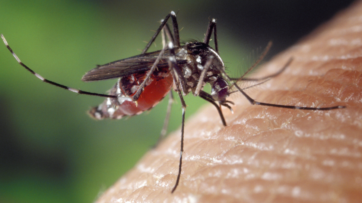 El tratamiento del dengue se enfoca en controlar los síntomas y vigilar posibles signos de alarma.