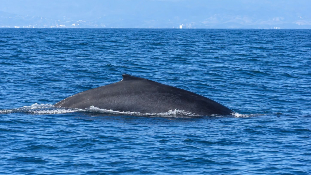 El avistamiento de ballenas en Puerto López suele extenderse hasta octubre de cada año.