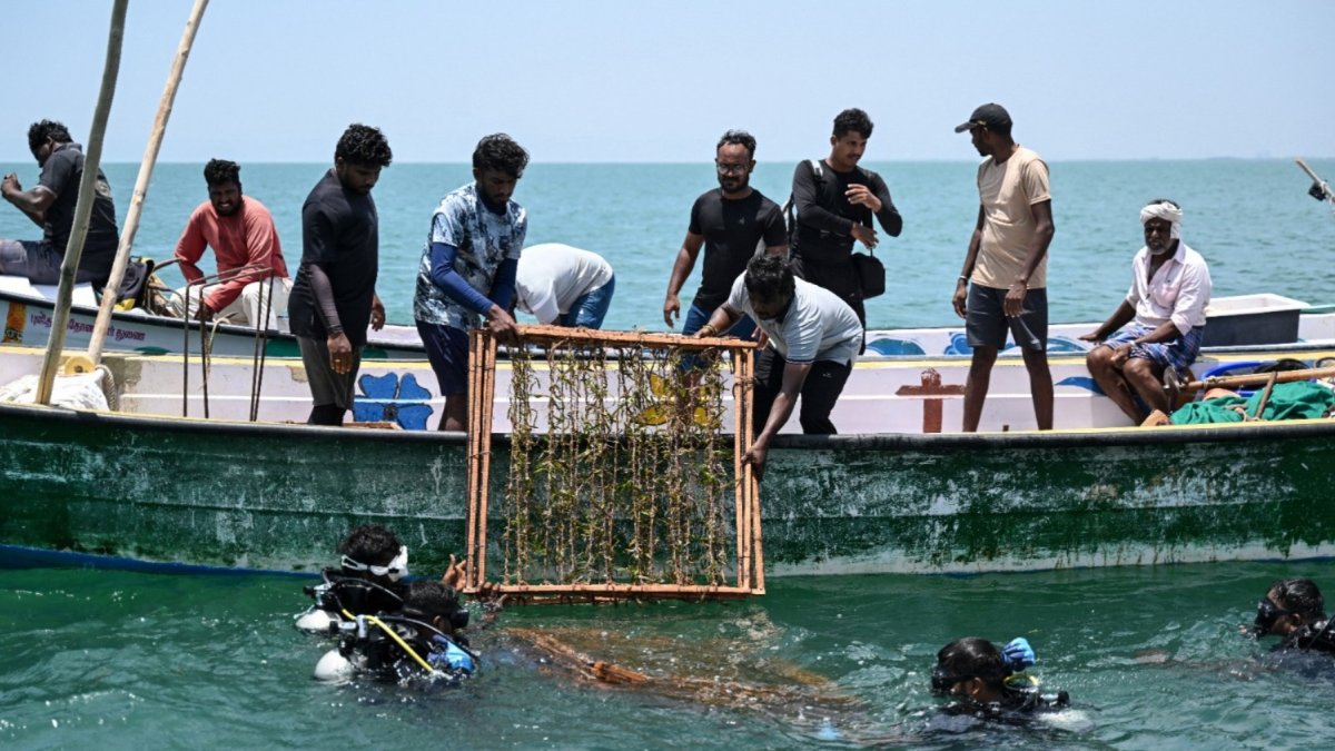 Buzos científicos descendiendo al mar estructuras para pastos marinos frente a la isla Kariyachalli, cerca de la costa de Thoothukudi, en el estado indio de Tamil Nadu.