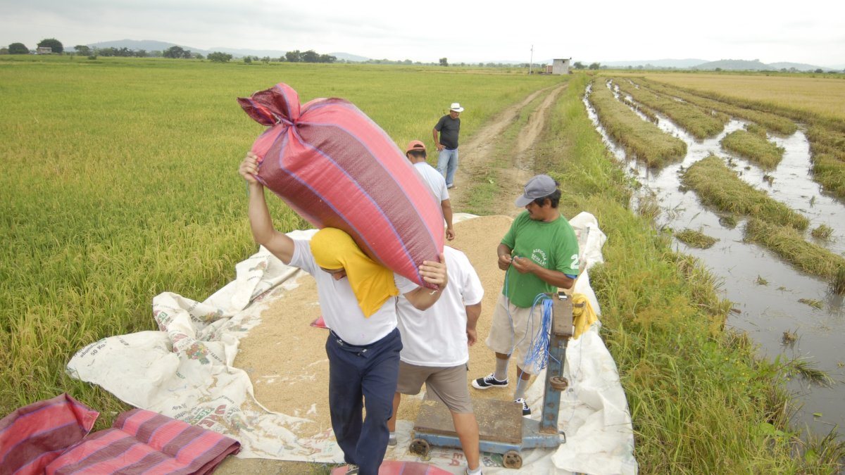 Agricultores trabajando en un cultivo de arroz.
