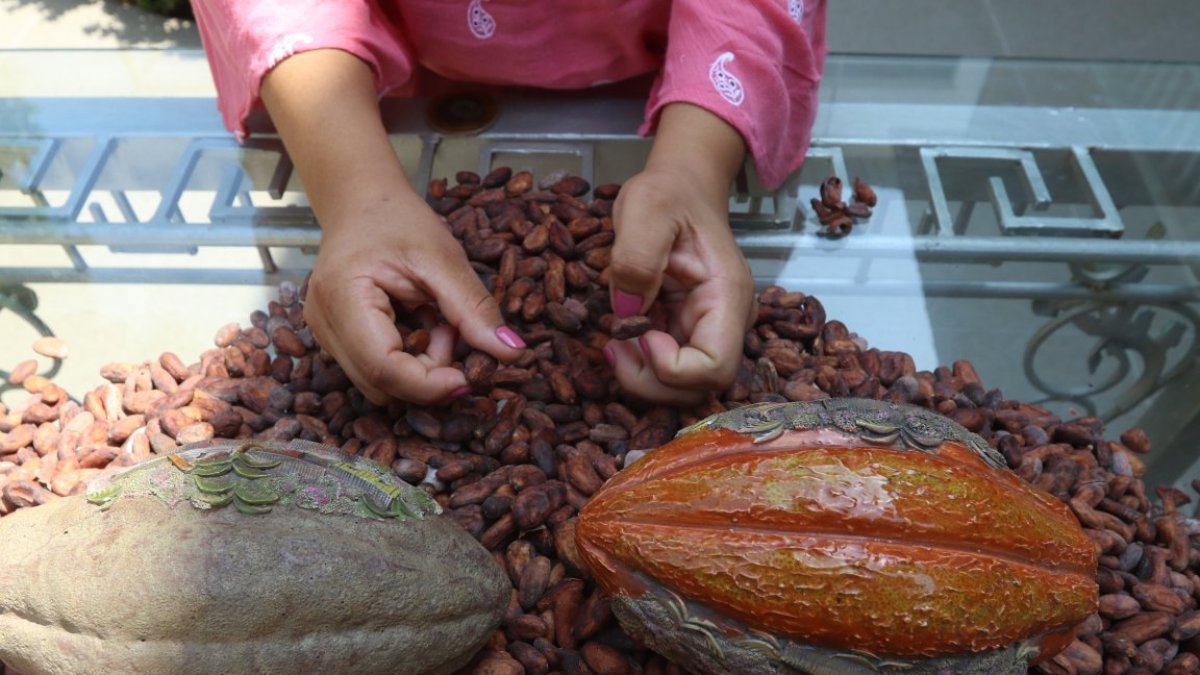 Productores y exportadores coinciden en pedir voz en la ley del cacao, aunque debaten sobre precios.