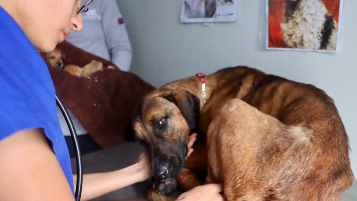 El rescate de la perrita se realizó bajo la lluvia y por un terreno complicado hasta llegar a un punto seguro.