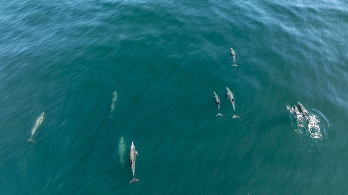 Una ballena azul adulta junto a su cría fue registrada a inicios de septiembre en Punta Pitt, San Cristóbal.