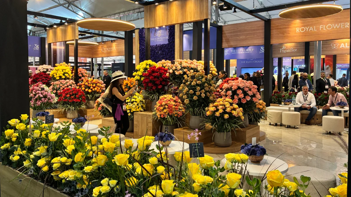 Expoflores advirtió que la informalidad abarca 1.200 hectáreas productivas y representa un riesgo para las exportaciones de flores ecuatorianas.