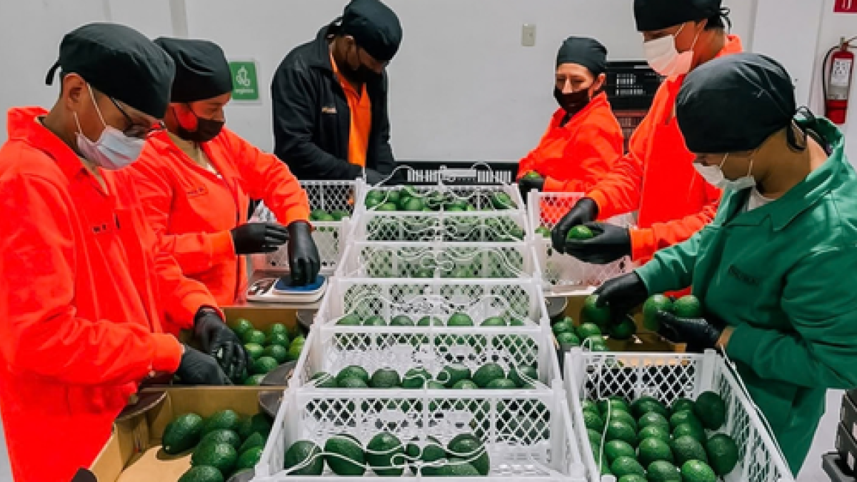 Trabajadores de una empacadora revisan la calidad del aguacate previo al envío internacional