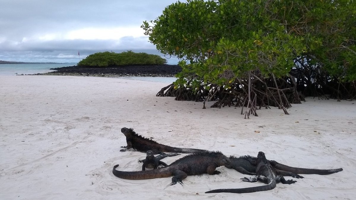Tortuga Bay, en la isla Santa Cruz, tendrá restricciones temporales por el fuerte oleaje.