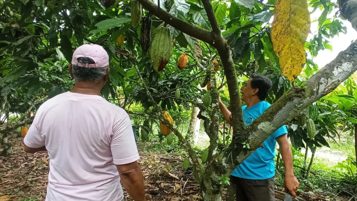 l clima sacude al cacao y vuelve a mover el mercado internacional.
