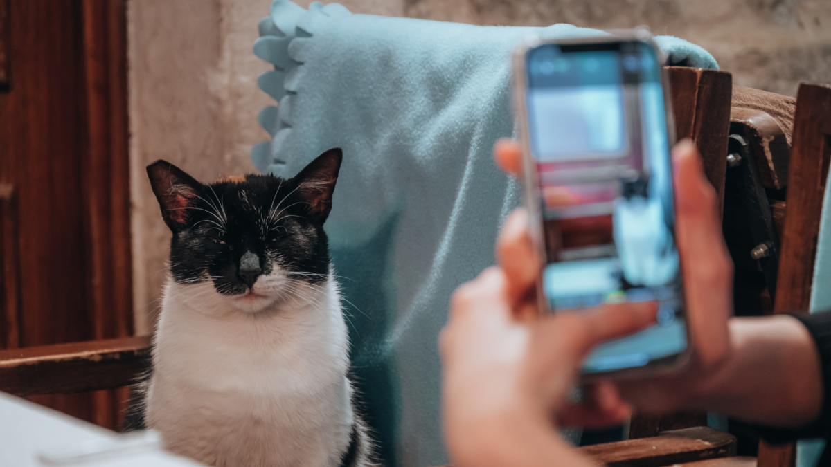 Un usuario fotografía a un gato con Cat Collector para convertir el encuentro en una tarjeta digital coleccionable.