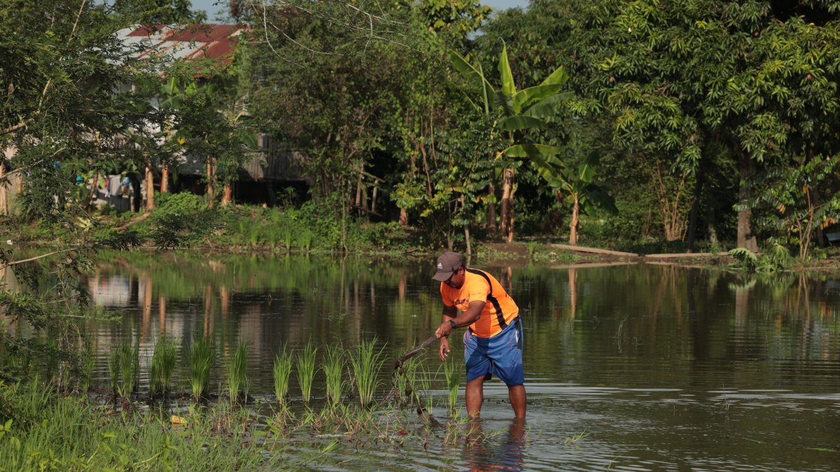 Un agricultor muestra que su cultivo, en Babahoyo, está inundado.