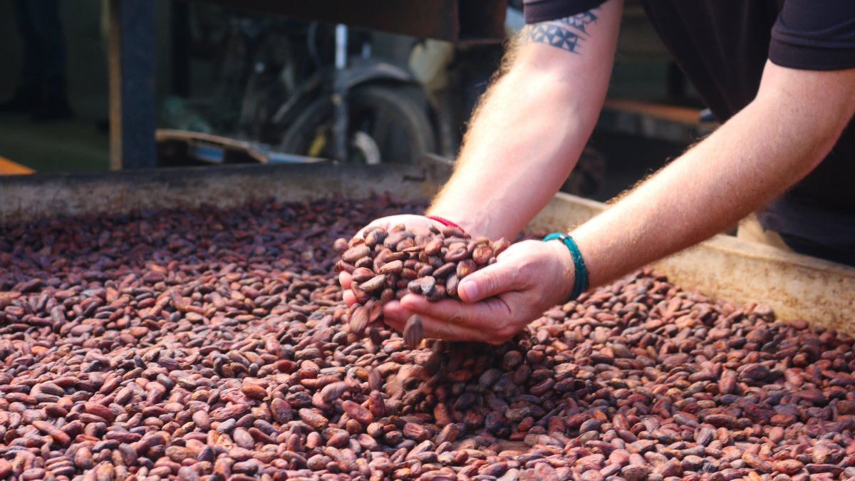 El cacao en el proceso de secado.