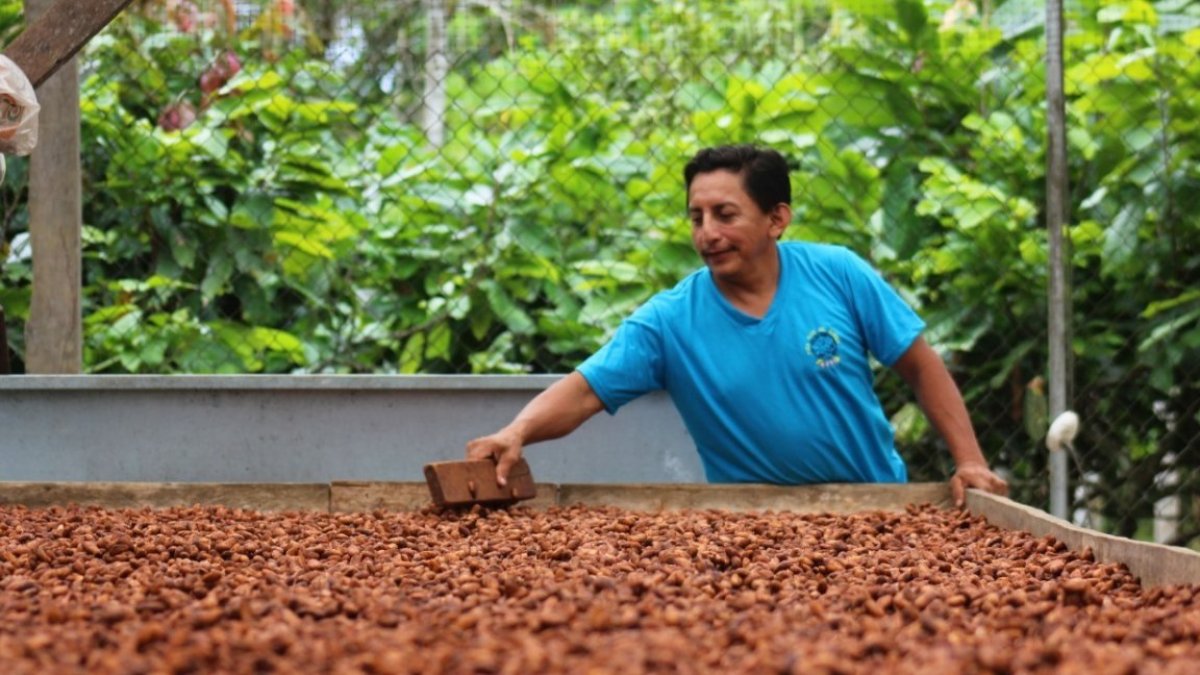 Una persona vigila el secado de cacao al sol.