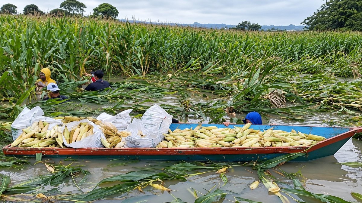 Agricultores usan canoas para cosechar maíz de un cultivo inundado en la provincia de Los Ríos.