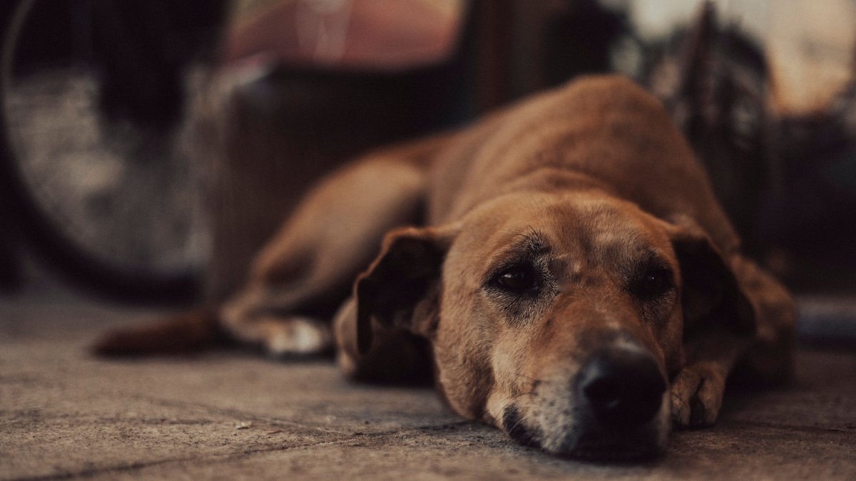Organizaciones y ciudadanos exigen que se investigue la muerte de un perro en Machala y se determinen responsabilidades.