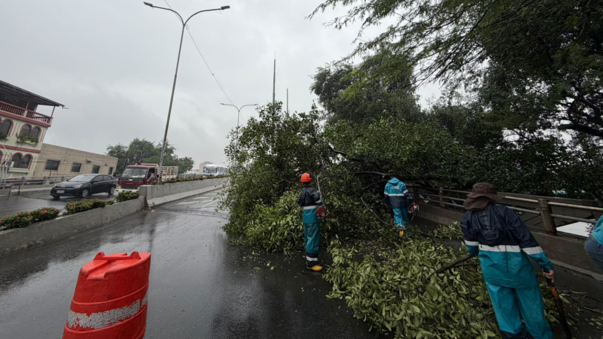 Uno de los árboles caídos este 19 de octubre estaba en la avenida Barcelona, a la altura del puente del Velero.