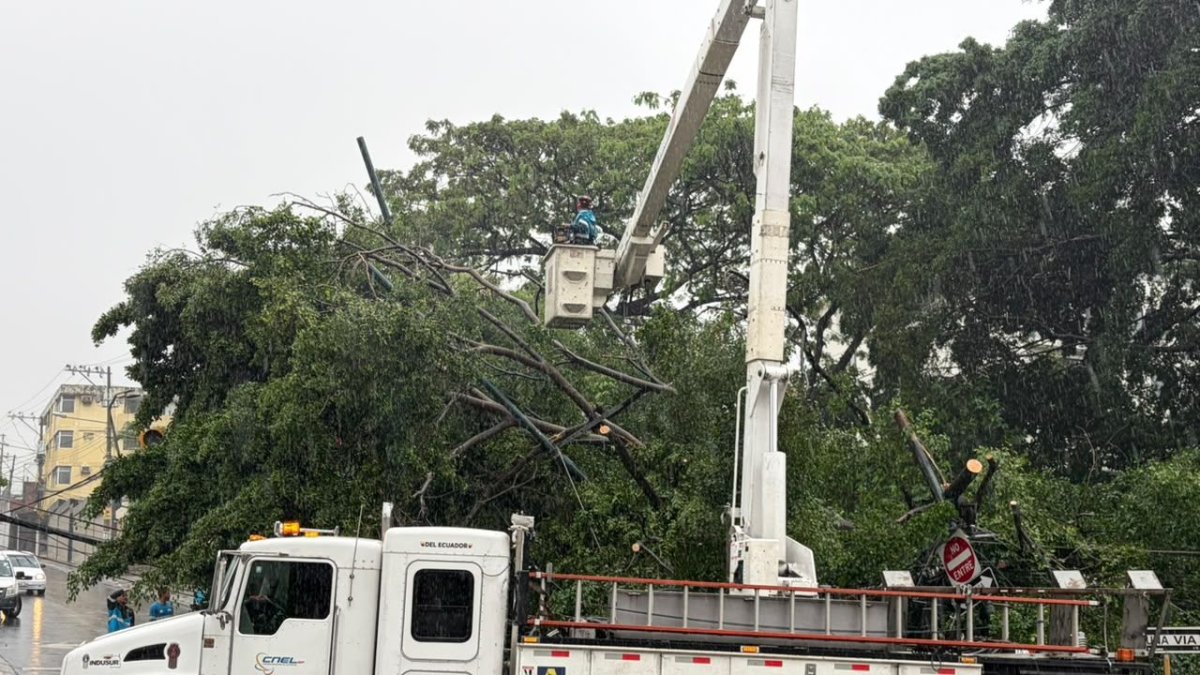 La caída de un árbol de gran tamaño afectó el tendido eléctrico en Lomas de Urdesa durante las lluvias de este lunes 19 de octubre.