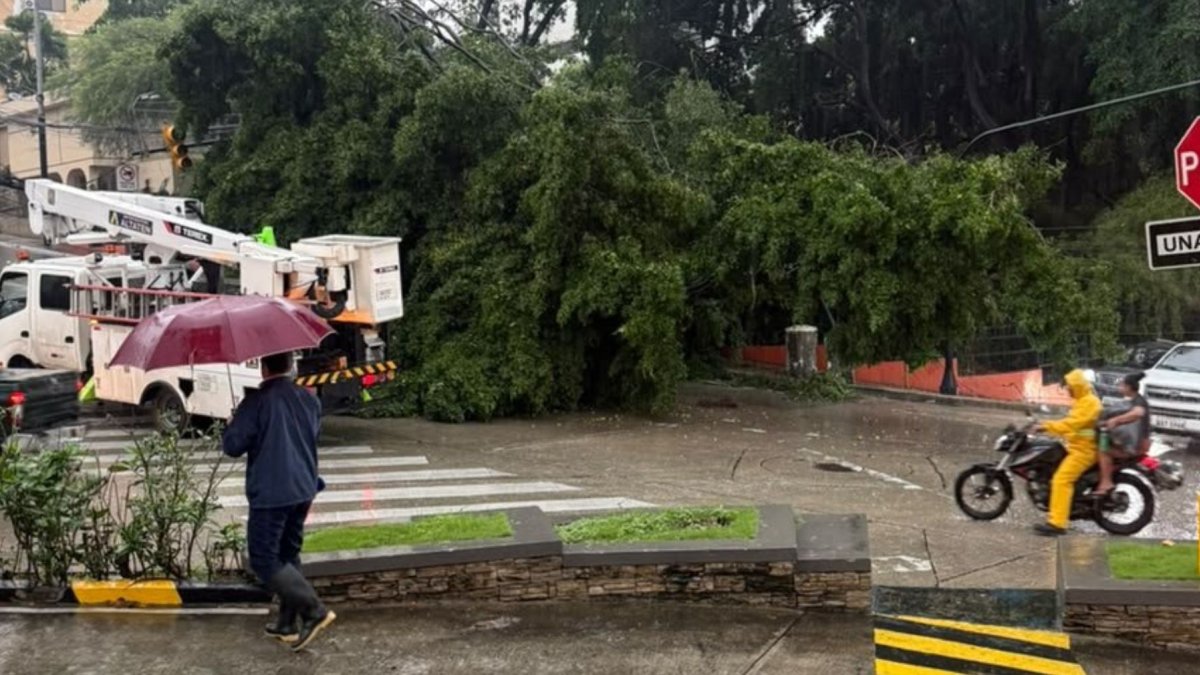 Un árbol cayó en el sector de Lomas de Urdesa, dejando sin luz al sector por horas.