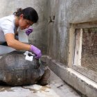 Luego del incidente, la tortuga quedó con el carapacho roto e incluso provocó que una parte de este se incrustara en su cuerpo.
