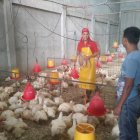 En Pollos Jimmy, avícola de Guayaquil, la libra de pollo se vende en $ 0,97 y la de pavo, en $ 1,99.