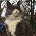 LONDRES. Ozzy, el gato infiel que provocó un juicio millonario.