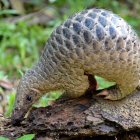 De acuerdo a una investigación, los mamíferos escamosos serían los responsables de transmitir el coronavirus.