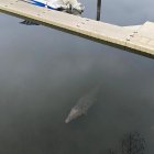 El cocodrilo. Apareció la tarde del sábado ante la mirada de los visitantes.