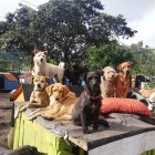 Los rescatistas piden ayuda para encontrar un nuevo lugar donde cuidar a las mascotas.