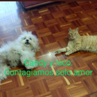 En las redes sociales destacan fotografías de mascotas con mensajes alusivos a la campaña.