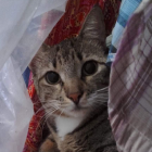 Moa fue rescatada. Quedó encerrada en casa tras la muerte de su dueña, junto a otro gato, una perrita y dos pajaritos.