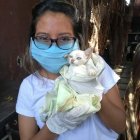 Carnavalita consiguió un hogar durante la cuarentena.