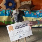 Rayito obtuvo el diploma que acredita que terminó con éxito su entrenamiento virtual.