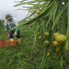 El sector agrícola está exento de este pago.