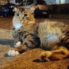 La fundación Rescate Animal publica en las redes los casos de mascotas perdidas.