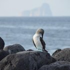 La propuesta es ampliar la Reserva hasta zonas pesqueras.