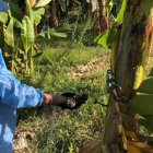 La prevención y el combate a hongos como el fusarium es sin tregua