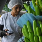 Los cobertores de racimos evitan que se dañe la calidad.