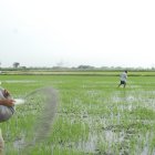El arroz necesita varios tipos abonos.