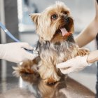 El dueño debe consultar al veterinario cuál es el mejor momento para la esterilización.