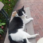 El gatito Oreno, acostado en una banca del Malecón.