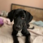 Los perros son atendidos en hogares temporales por el tiempo acordado con las fundaciones.