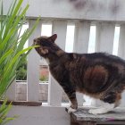 En casa. Los gatos suelen buscar plantas con aromas fuertes para ingerirlas. Algunas les afecta.