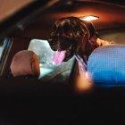 Los perros quedaron a cargo de las autoridades tras la detención del sujeto.