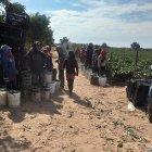 Jornaleros trabajan en la cosecha de chiles, en la comunidad de Tlachinollan, en el estado de Guerrero.