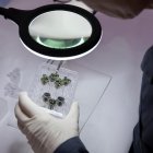 Un equipo estadounidense de científicos ha logrado por primera vez cultivar plantas en muestras de regolito lunar, lo que supone un avance de cara a hacer más autosuficientes las misiones espaciales en el futuro.
